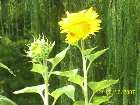 sunflowers07002.jpg